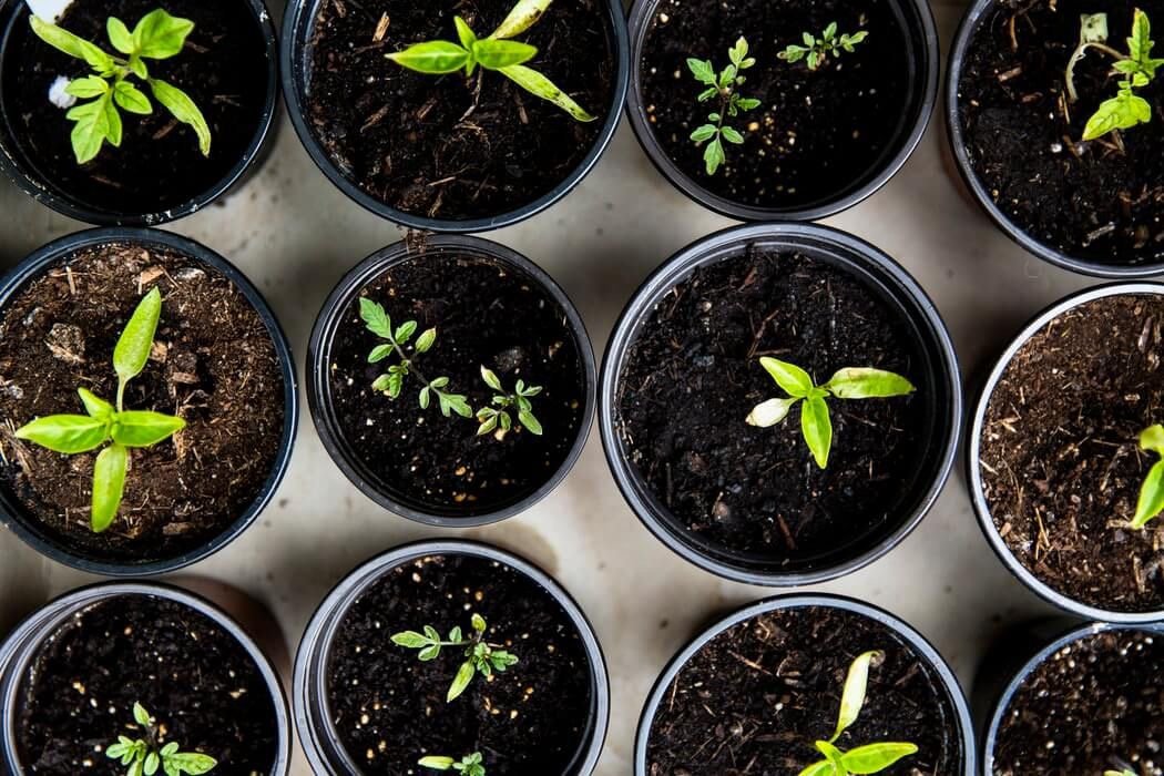 f55119_1ff8a8e4b46d49f6af0d488bc6a07da0mv2 Comment choisir ses semences de plantes médicinales?
