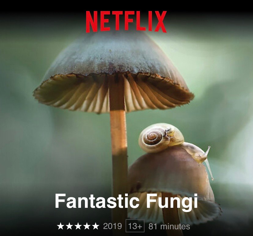 f55119_3516b073c1d147b59929ab418550d456mv2 Fantastic Fungi