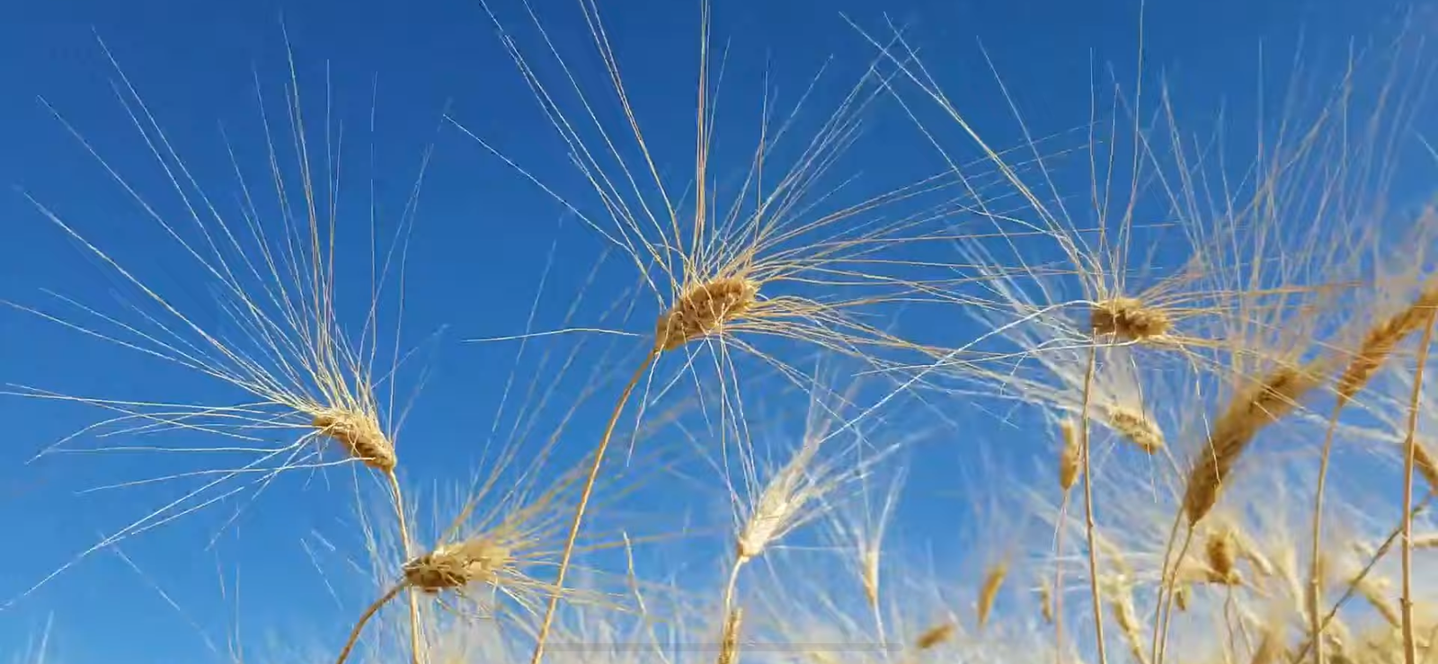 f55119_47e11e2a9bdf41359b74926204b5b6c1mv2 La panification naturelle
