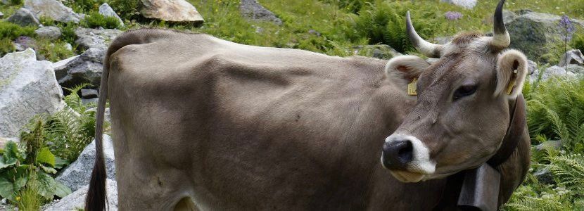 f55119_628aa95983fe4ba895ea28df89c29624mv2 Quand l’abattoir vient à la ferme