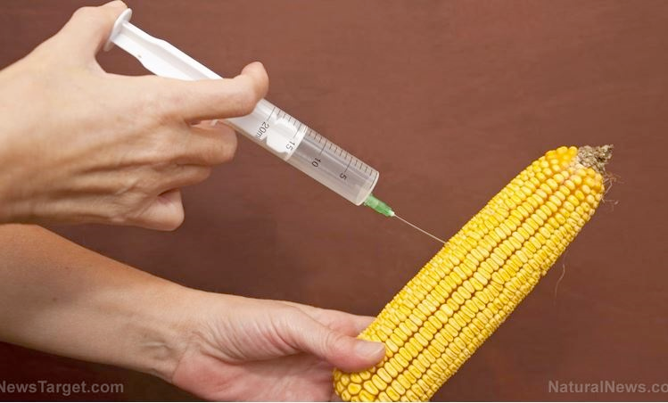f55119_7153f0f340a348e39bb46e9893eddb55mv2 Des vaccins à ARN messager bientôt dans nos assiettes ?