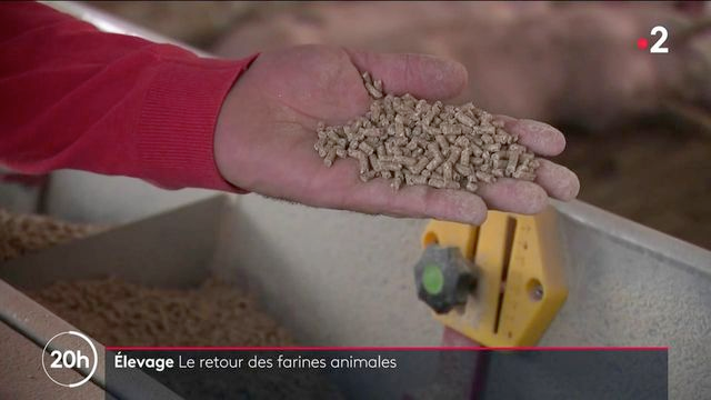 f55119_8095c18e84c44ebbbdd9e950e6c0eb8emv2 Élevage : les farines animales de nouveau autorisées par la Commission européenne
