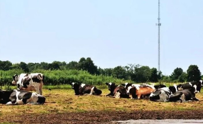 f55119_9cbbd842e0414532a540c5c1891c4b11mv2 Une antenne 4G « débranchée » sur décision de justice après la mort de 40 vaches laitières
