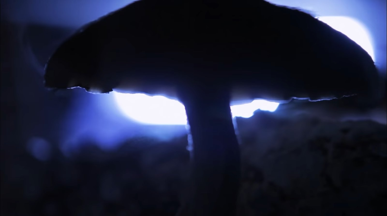 f55119_a54f33cb6fde46a0bf45a6c883d5cb26mv2 L’intelligence des champignons