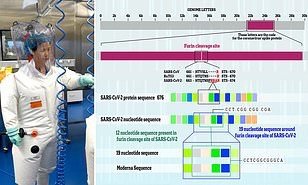f55119_bb27faca24a84ff0ac064eef36349acfmv2 COVID: nouveaux indices d’un virus conçu en laboratoire