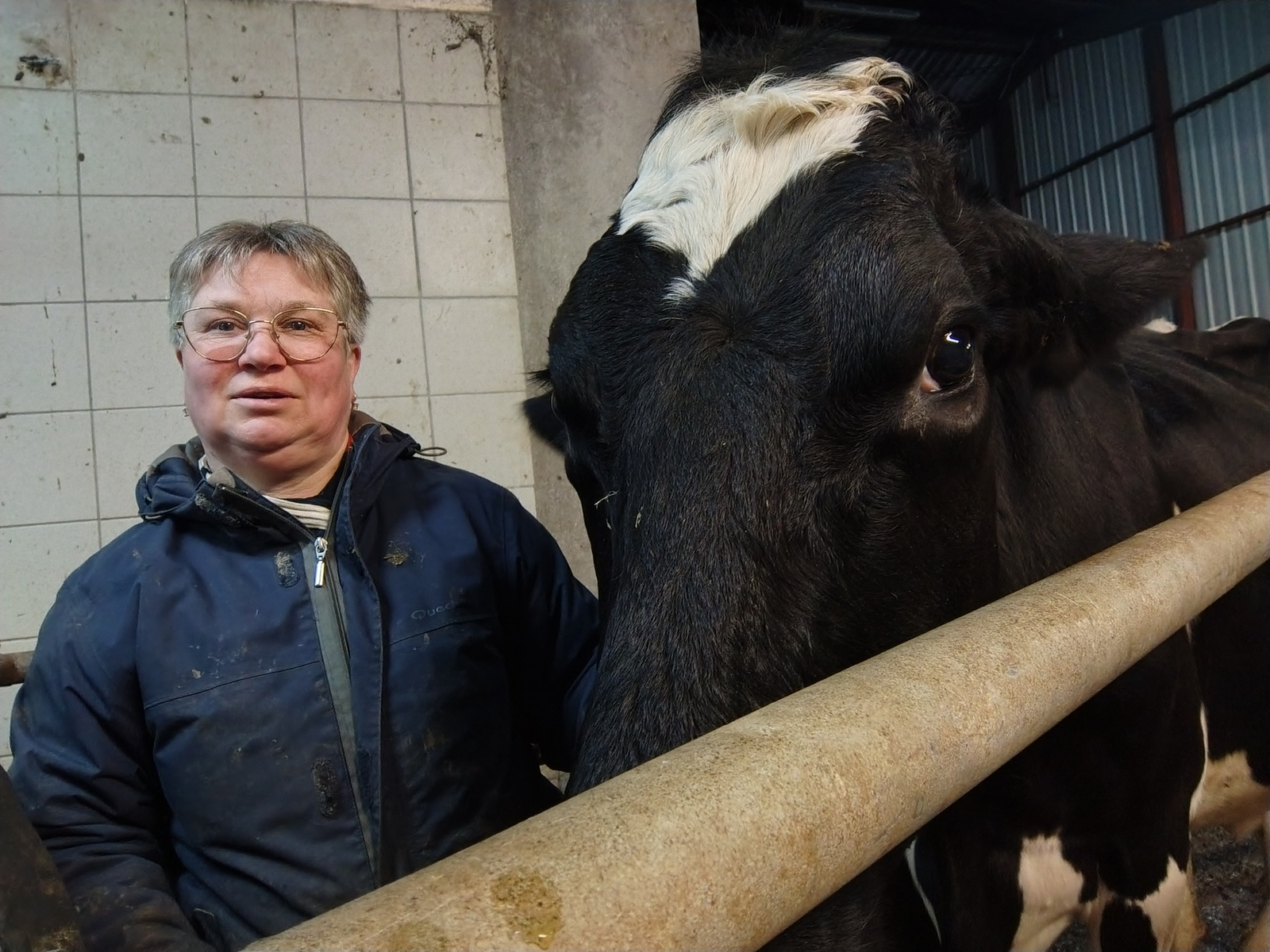 f55119_db3ae08540f04f0dae84c39deccb0f18mv2 Effets des éoliennes sur la santé des vaches (et autres)